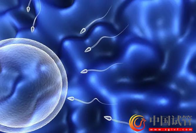 染色體平衡易位做第三代試管能規(guī)避成功嗎?(圖1) 染色體平衡易位做第三代試管能規(guī)避成功嗎?(圖1)