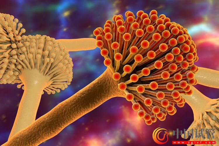 中國癌癥高發，與水果吃太少有關？(圖5)
