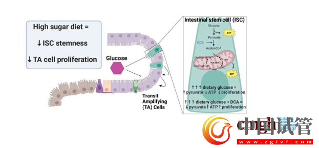 不同的飲食方式對機體健康的影響到底如何？看看這些研究成果！(圖1)
