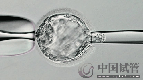 什么是PGT、PGS和PGD?(圖3) 什么是PGT、PGS和PGD?(圖3)