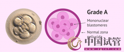 什么是PGT、PGS和PGD?(圖7) 什么是PGT、PGS和PGD?(圖7)