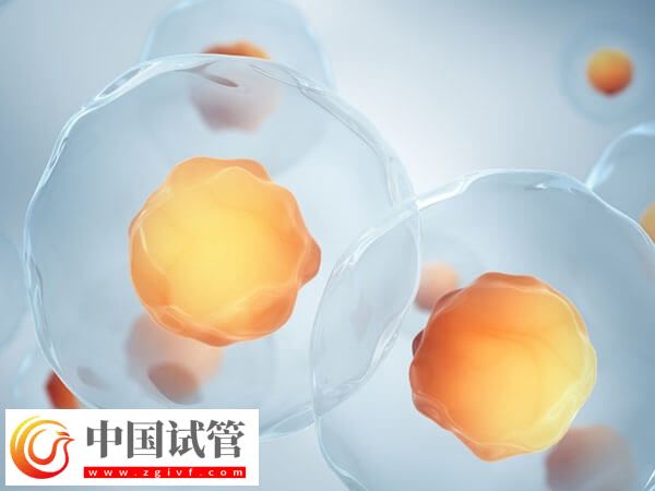 取卵前卵子質量差別只知道吃動物血，海帶、紫菜效果都不錯(圖2)