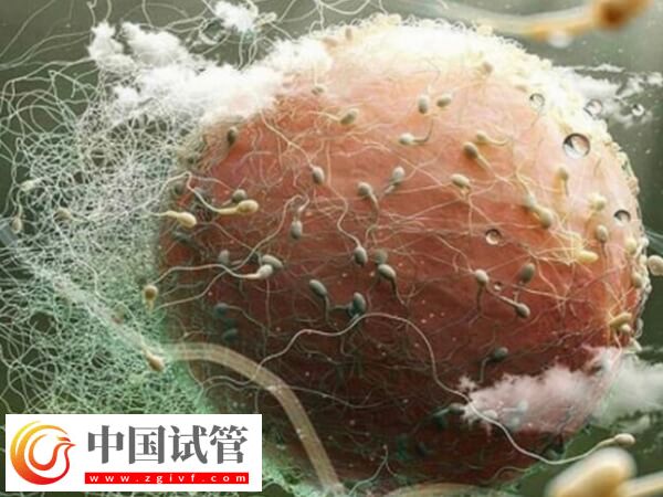 廣州市婦女兒童醫療中心暫無卵子庫，申請供卵價格一覽(圖1)