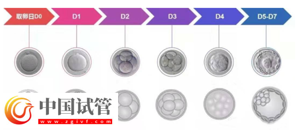 囊胚等級與寶寶健康之間有關系嗎？(圖2)