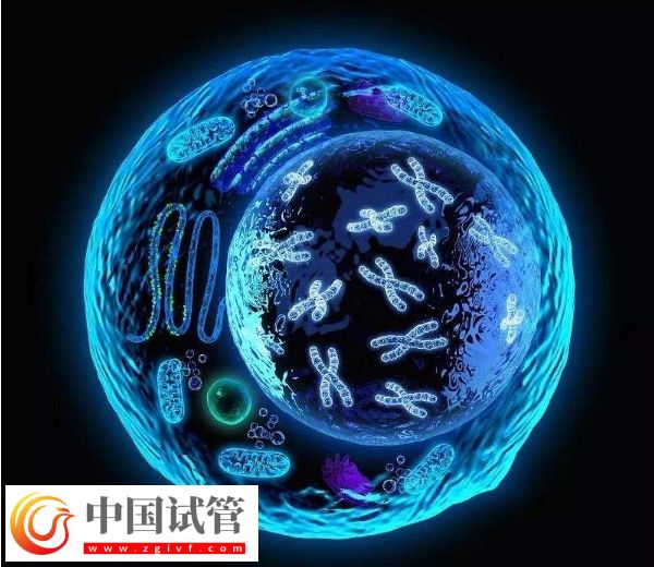 囊胚等級與寶寶健康之間有關系嗎？(圖4)