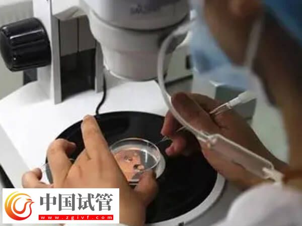 嵌合體30%其實也可以做試管嬰兒移植，比例才是成功關鍵(圖2)