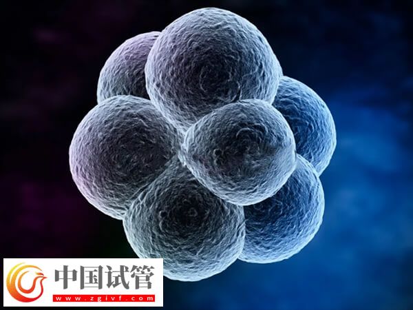 為什么試管嬰兒移植優質胚胎不著床(圖1)