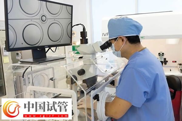 三代試管移植成功率多高(圖1) 三代試管移植成功率多高(圖1)