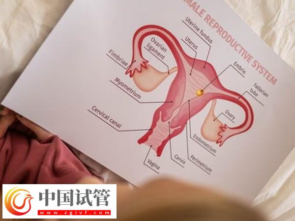 子宮內膜厚度多少做試管嬰兒才能成功著床?(圖4) 子宮內膜厚度多少做試管嬰兒才能成功著床?(圖4)