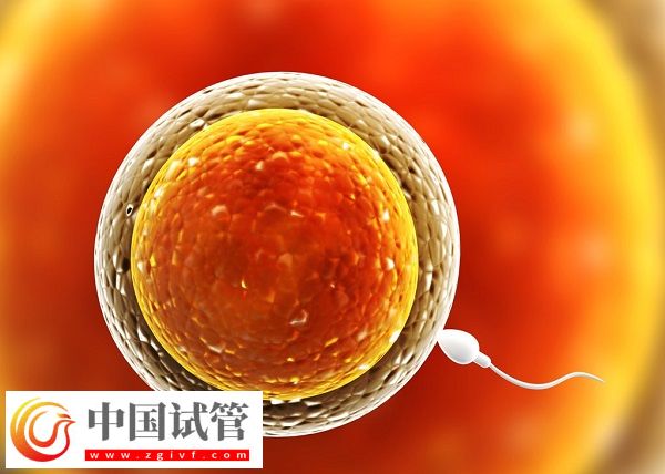 河南省人民醫(yī)院生殖中心胚胎保存費(圖1) 河南省人民醫(yī)院生殖中心胚胎保存費(圖1)