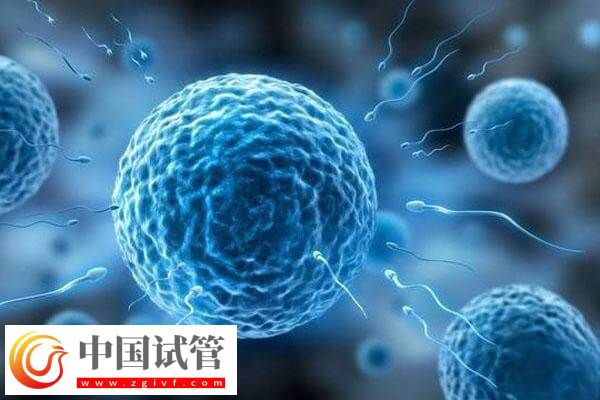 卵泡少做一代試管怎么備孕(圖1)