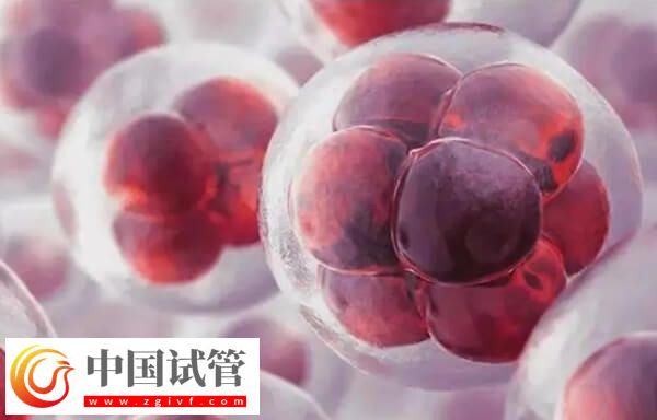 鮮胚811的鮮胚成功率高不高(圖1) 鮮胚811的鮮胚成功率高不高(圖1)