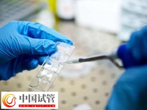 囊胚4aa好還是5bb好(圖1)