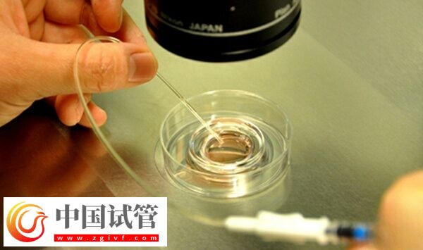 8c胚胎養囊成功率多少(圖1)