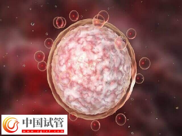 鮮胚成功率為什么低(圖1)