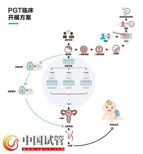 試管嬰兒從取卵到胚胎移植的完整流程(圖1)