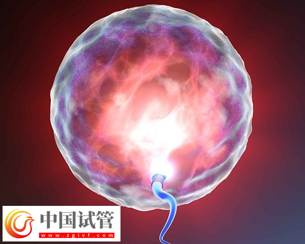 女性fsh高做試管能不能配出高質量胚胎(圖2)