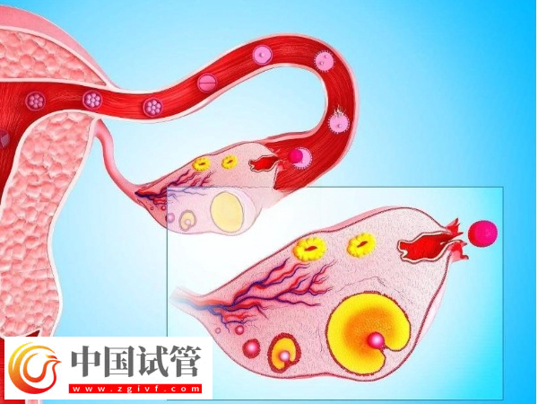 廣州人民醫(yī)院試管費(fèi)用價格表(圖4) 廣州人民醫(yī)院試管費(fèi)用價格表(圖4)