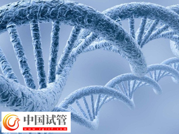 做供精成功后是否要做無創DNA(圖1)