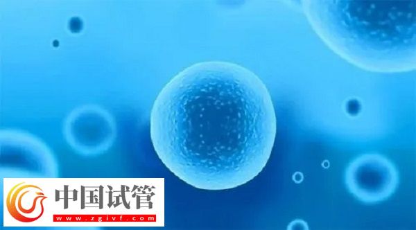 前往泰國做試管移植凍胚和囊胚是否一樣(圖2)