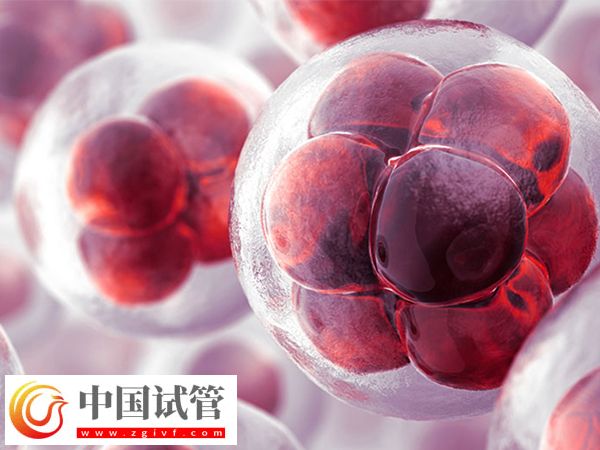 前往泰國做試管移植凍胚和囊胚是否一樣(圖1)