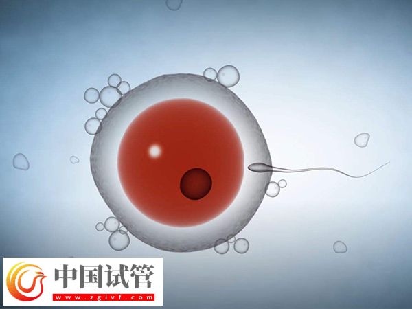 美國試管嬰兒促排取卵是什么感受(圖1) 美國試管嬰兒促排取卵是什么感受(圖1)