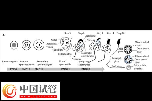 DNAAF2基因突變是什么情況(圖2) DNAAF2基因突變是什么情況(圖2)