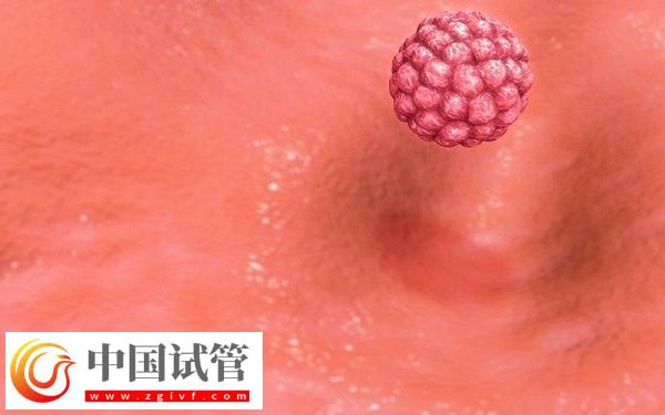 女性內膜13b是否可以移植囊胚胚胎(圖2)