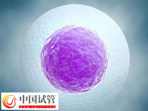 試管嬰兒fet移植成功率是多少(圖2) 試管嬰兒fet移植成功率是多少(圖2)