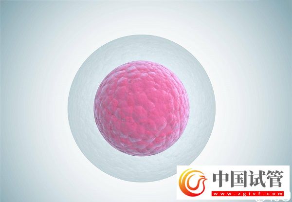 卵母細(xì)胞老化懷孕率低,太晚生寶寶試管也拯救不了(圖1) 卵母細(xì)胞老化懷孕率低,太晚生寶寶試管也拯救不了(圖1)