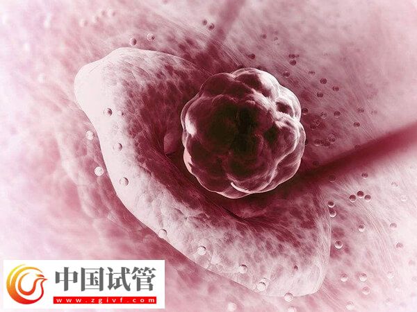 二級(jí)胚胎移植的成功率多少(圖1)