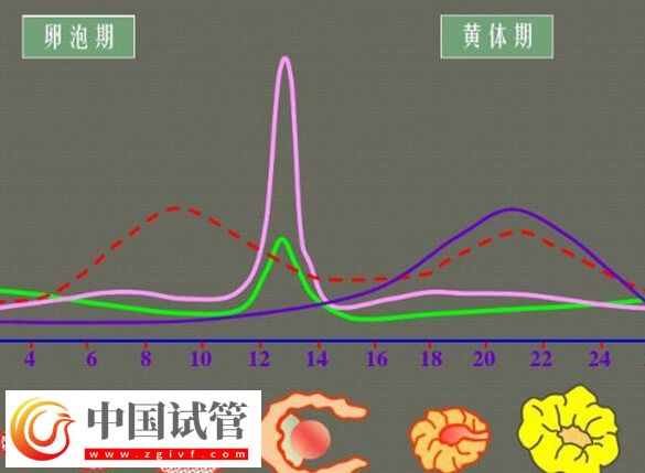 黃體期促排效果怎么樣(圖2)