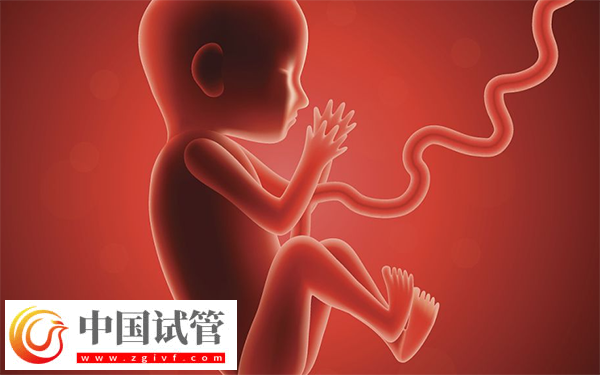 試管胚胎移植做二超能不能轉產科(圖1)