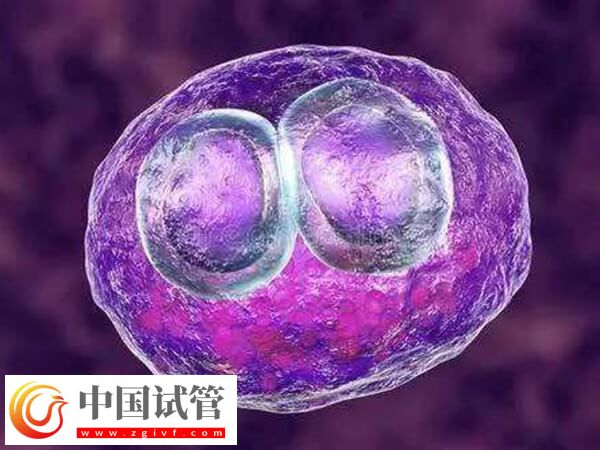 試管可不可以移植兩個胚胎？(圖1)