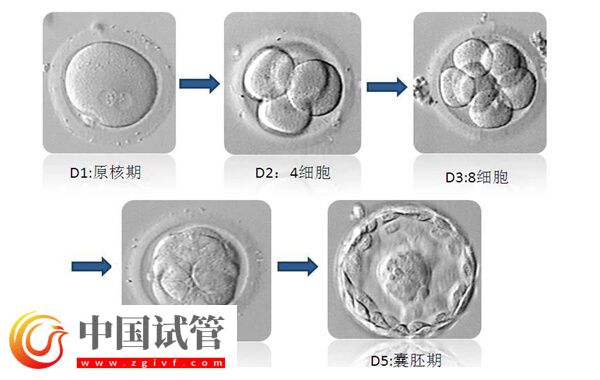 移植囊胚容易變成雙胞胎是怎么回事(圖2)