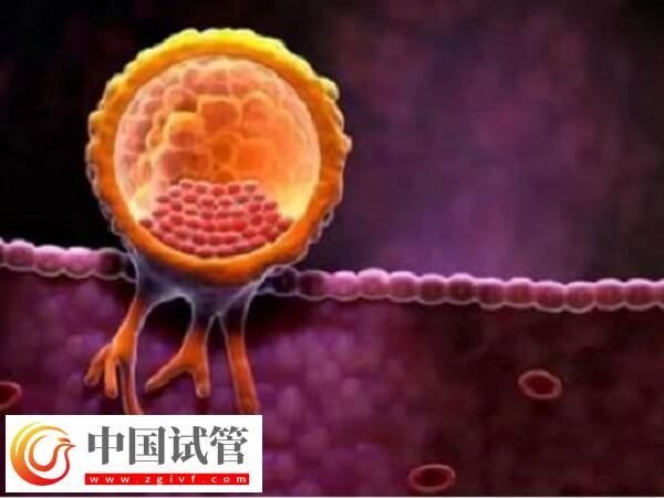 試管嬰兒一次放幾個胚胎好(圖1)