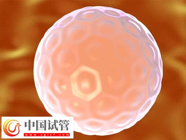 胚胎培育周期結(jié)束后何時進行移植(圖2)