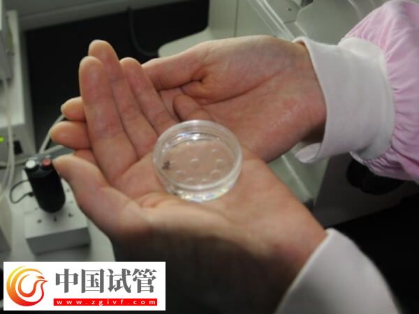 胚胎移植前準(zhǔn)備和操作有哪些(圖1)