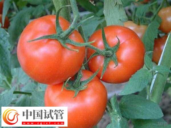 取卵后可以吃什么食物(圖2)