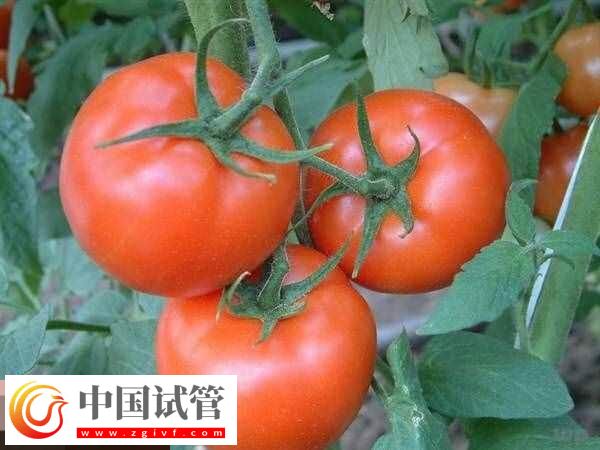 取卵后飲食安排要有數，可以吃什么不能吃什么食物看完知(圖2)