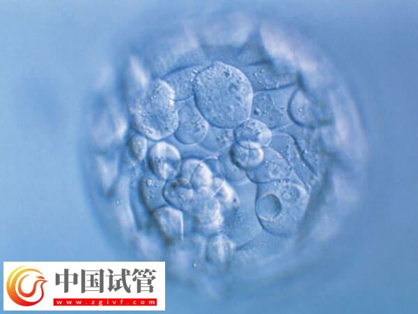 鮮胚和凍胚移植哪個(gè)好(圖1)