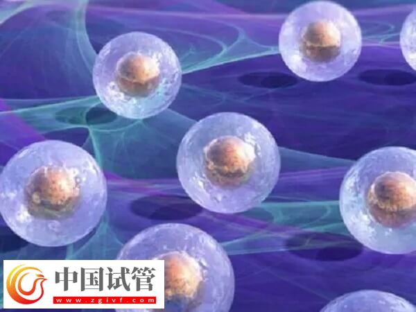 移植囊胚是不是容易生下雙胞胎(圖1)