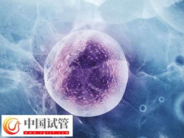 多久可以進行凍卵移植(圖1)