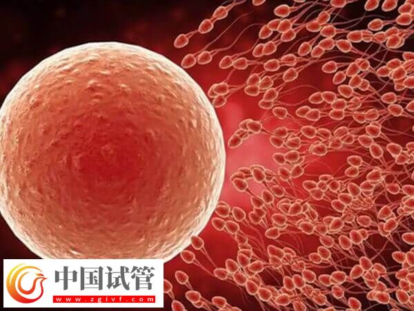 多久可以進行凍卵移植(圖2)