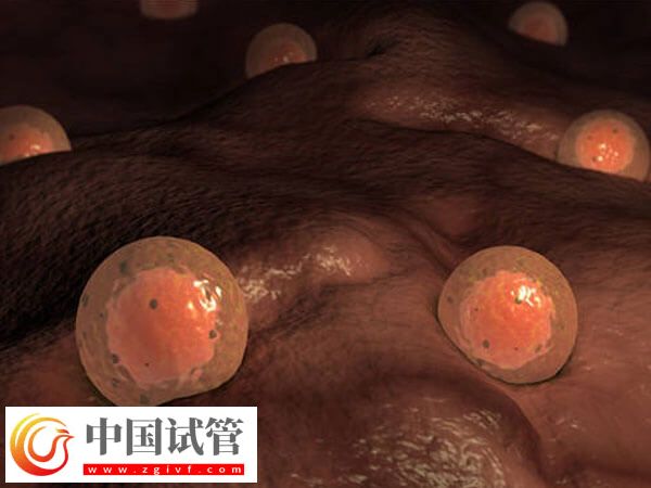 5個卵泡懷孕幾率多大(圖1)