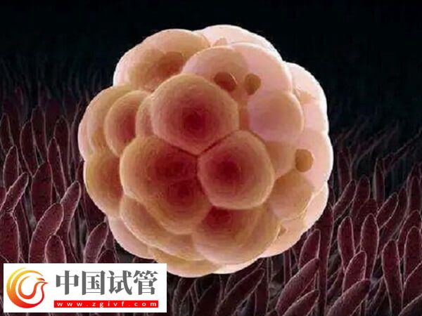 年齡大五個卵泡做幾代試管(圖1)