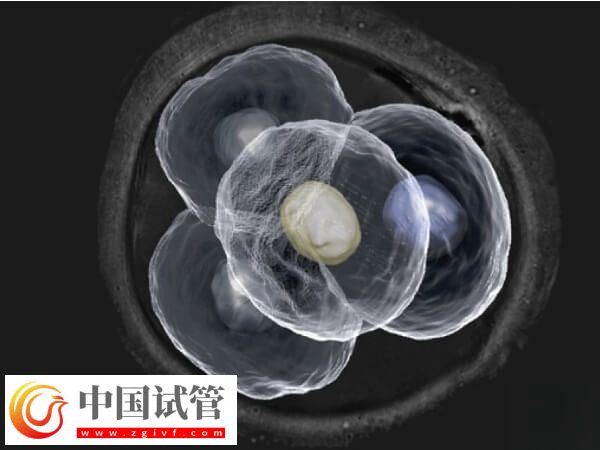 試管嬰兒7個胚胎算不算少(圖1)