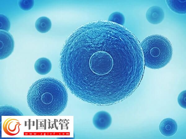 三代囊胚送檢40天還沒出結果咋回事(圖1)