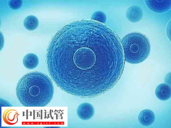 每天打排卵針為什么卵泡會減少(圖2)