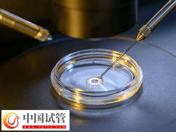 胚胎8細胞三級是不是比5細胞好(圖1)